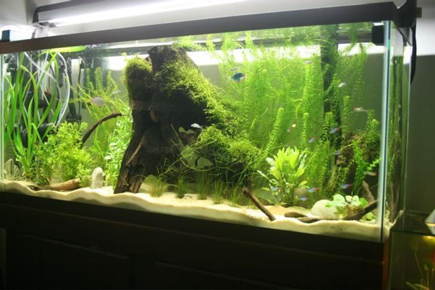 Rated #41: 75 Gallons Planted Tank - Planted tank, java moss, and anacharis. Rated #41: 75 Gallons Planted Tank - Planted tank, java moss, and anacharis.