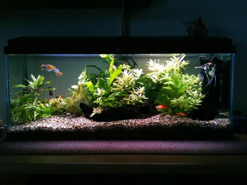 Rated #39: 22 Gallons Planted Tank - My tank. Rated #39: 22 Gallons Planted Tank - My tank.