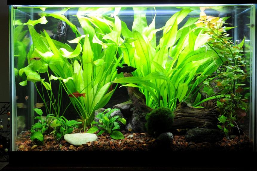 Rated #69: 20 Gallons Planted Tank - tank as of 6/30/10 Rated #69: 20 Gallons Planted Tank - tank as of 6/30/10