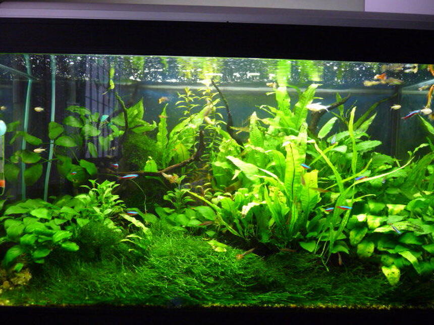 Rated #12: 18 Gallons Planted Tank - My Planted Tank Rated #12: 18 Gallons Planted Tank - My Planted Tank