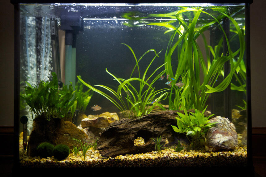 Rated #87: 37 Gallons Planted Tank - Central American stream aquarium Rated #87: 37 Gallons Planted Tank - Central American stream aquarium
