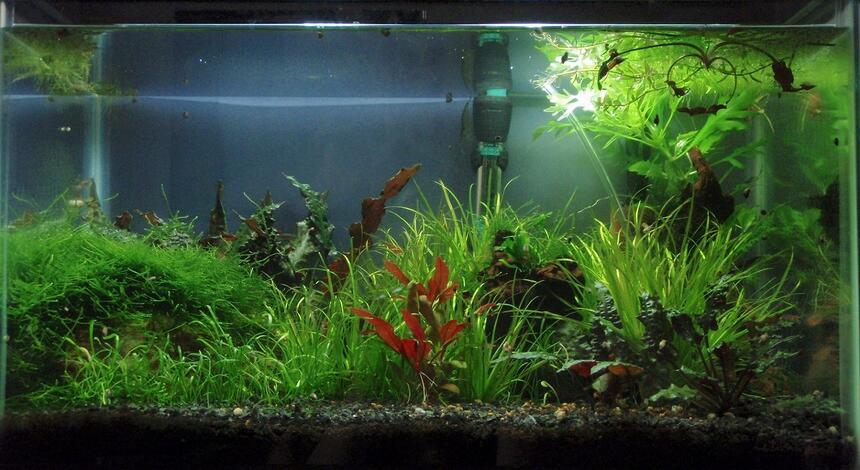 Rated #79: 10 Gallons Planted Tank - 10 gallon as it was a few months ago Rated #79: 10 Gallons Planted Tank - 10 gallon as it was a few months ago