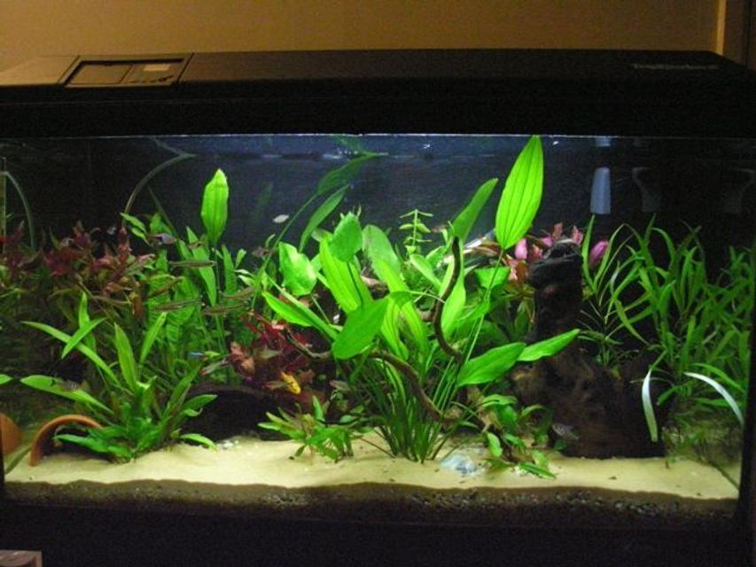 Rated #72: 36 Gallons Planted Tank - My 135l community tank Rated #72: 36 Gallons Planted Tank - My 135l community tank