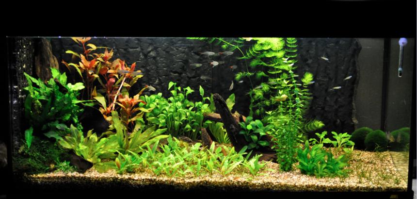 Rated #49: 42 Gallons Planted Tank - my 45 gallon aquarium Rated #49: 42 Gallons Planted Tank - my 45 gallon aquarium