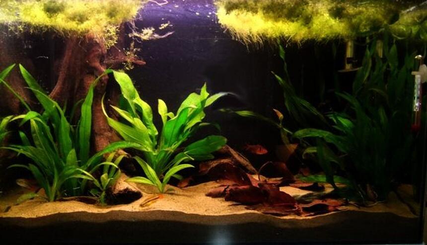 Rated #65: 55 Gallons Planted Tank - My 60cm Amazon Themed Tank
2 Apistogramma Agassizi "Double Red",
6 Serpae Tetra. Rated #65: 55 Gallons Planted Tank - My 60cm Amazon Themed Tank
2 Apistogramma Agassizi "Double Red",
6 Serpae Tetra.
