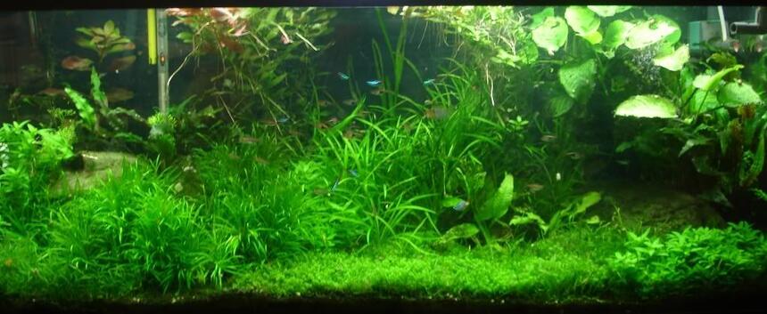 Rated #7: 75 Gallons Planted Tank - 75G Pressurized CO2 tank, DIY CO2 reactor, 216 Watts 108W T5HO 8hrs per day 216 watt 1 hr per day, PH controller for CO2 management Rated #7: 75 Gallons Planted Tank - 75G Pressurized CO2 tank, DIY CO2 reactor, 216 Watts 108W T5HO 8hrs per day 216 watt 1 hr per day, PH controller for CO2 management