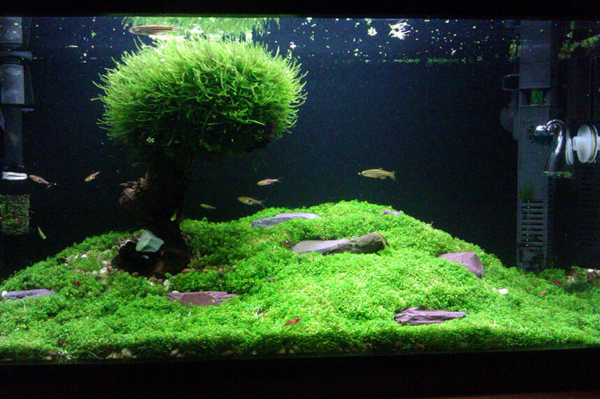 Rated #10: 15 Gallons Planted Tank - Please forgive the quality, was taken with a phone. Rated #10: 15 Gallons Planted Tank - Please forgive the quality, was taken with a phone.