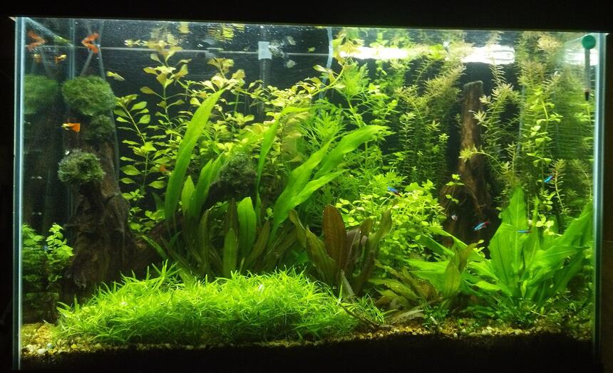 Rated #9: 70 Gallons Planted Tank - miracle grow potting soil with gravel cap for Substrate DIY co2 6 30w t12 lamps 36\" long on 10 hours a day no Fertilizers 30% water change weekly Rated #9: 70 Gallons Planted Tank - miracle grow potting soil with gravel cap for Substrate DIY co2 6 30w t12 lamps 36" long on 10 hours a day no Fertilizers 30% water change weekly