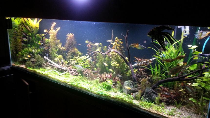 Rated #29: 135 Gallons Planted Tank - About 6 weeks along Rated #29: 135 Gallons Planted Tank - About 6 weeks along