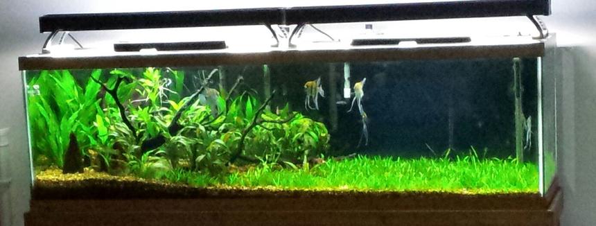 Rated #6: 125 Gallons Planted Tank - Rivers Edge. Rated #6: 125 Gallons Planted Tank - Rivers Edge.