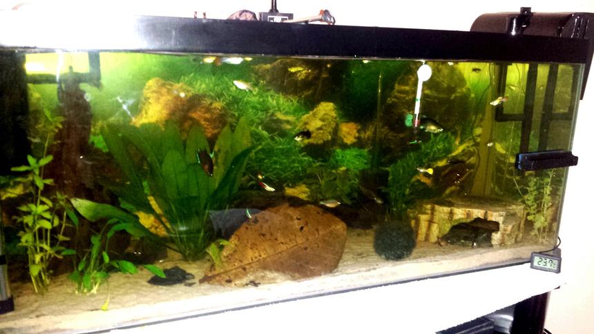 Rated #63: 21 Gallons Planted Tank - 3ft all live plants Rated #63: 21 Gallons Planted Tank - 3ft all live plants