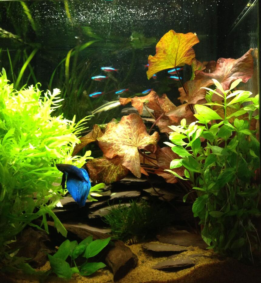 Rated #16: 11 Gallons Planted Tank - Planted tank Rated #16: 11 Gallons Planted Tank - Planted tank