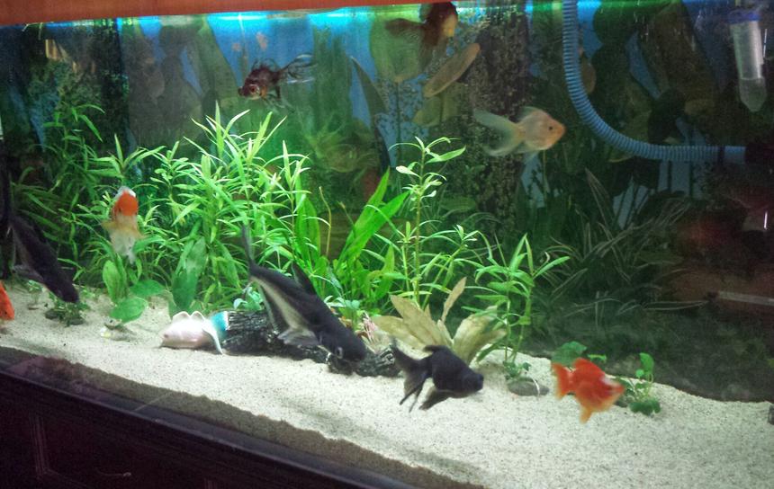 Rated #56: 100 Gallons Planted Tank - Planted tanks with goldfish. Rated #56: 100 Gallons Planted Tank - Planted tanks with goldfish.