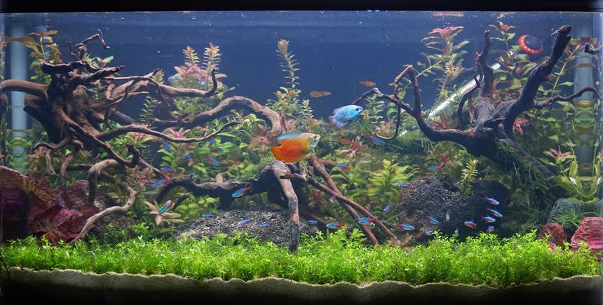 Rated #5: 34 Gallons Planted Tank - Newly scaped planted tank. 134litres/34gal Rated #5: 34 Gallons Planted Tank - Newly scaped planted tank. 134litres/34gal