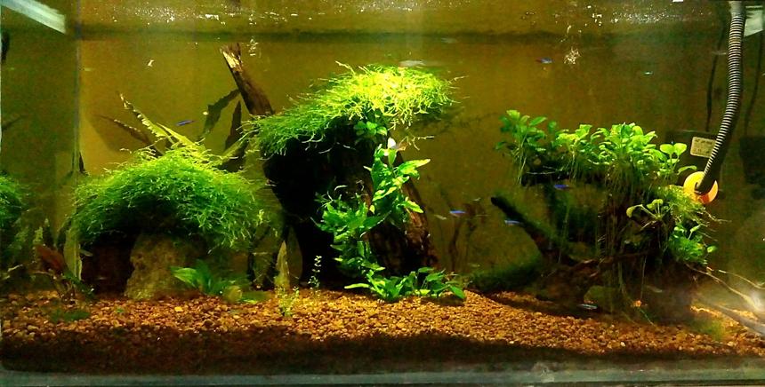 Rated #36: 40 Gallons Planted Tank - World of Greeen Rated #36: 40 Gallons Planted Tank - World of Greeen