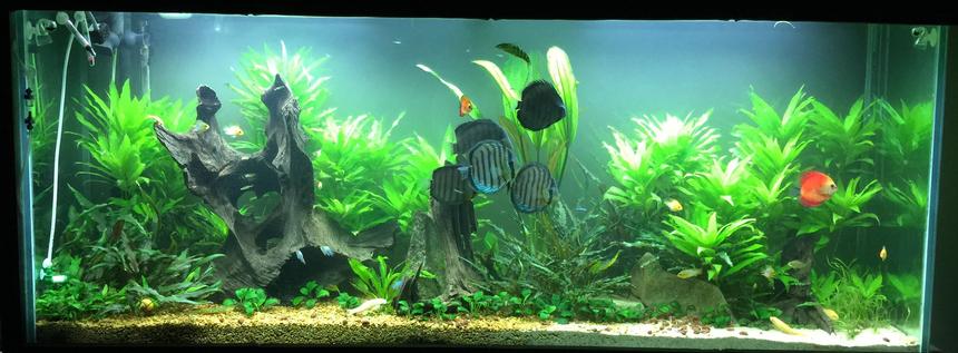 Rated #4: 150 Gallons Planted Tank - 150 gal Rated #4: 150 Gallons Planted Tank - 150 gal