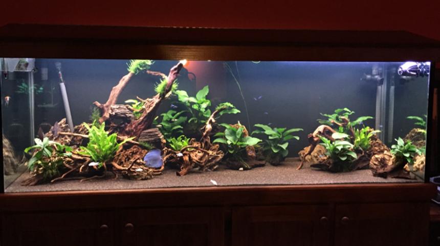 Rated #10: 180 Gallons Planted Tank - 180 Gallon Discus tank Rated #10: 180 Gallons Planted Tank - 180 Gallon Discus tank