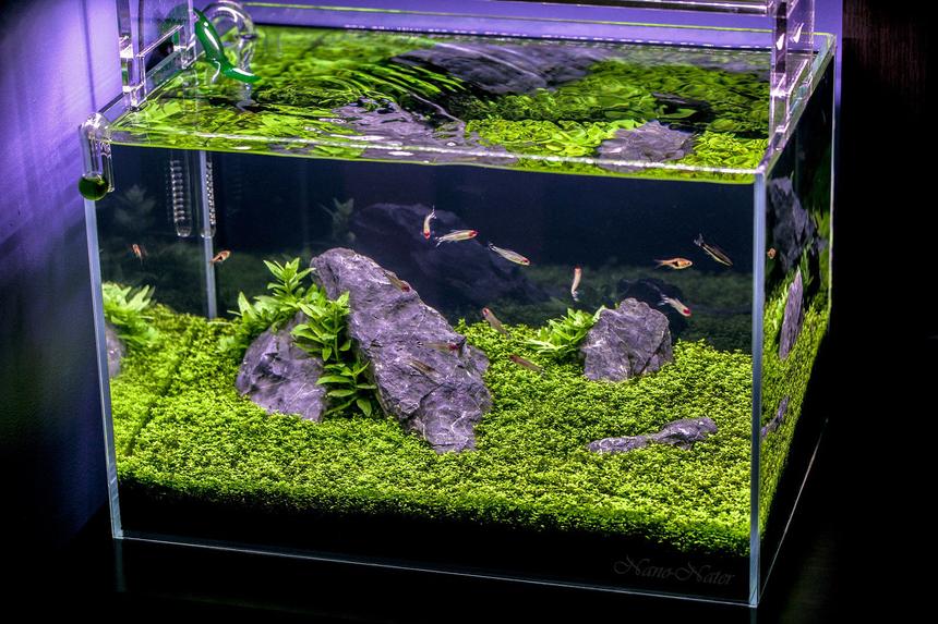 Rated #8: 10 Gallons Planted Tank - 10 Gallons Started April 1rst 2015,Date of Shot: June 13th 2015. This shot shows the Aquarium as if you were viewing it in person. I used a B+W Polarized Filter to acheive this.
~Camera:Canon 5D MarkII, Lens:Canon 100mm f2.8L IS USM Macro Rated #8: 10 Gallons Planted Tank - 10 Gallons Started April 1rst 2015,Date of Shot: June 13th 2015. This shot shows the Aquarium as if you were viewing it in person. I used a B+W Polarized Filter to acheive this.
~Camera:Canon 5D MarkII, Lens:Canon 100mm f2.8L IS USM Macro