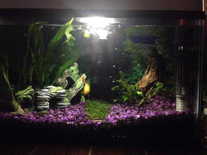 Rated #61: 6 Gallons Planted Tank - First fresh water planted tank. Rated #61: 6 Gallons Planted Tank - First fresh water planted tank.
