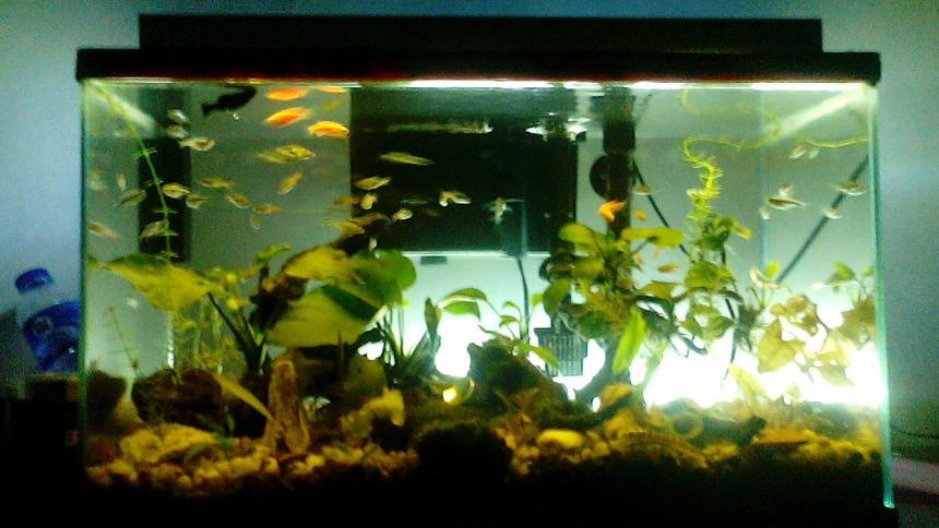 Rated #67: 10 Gallons Planted Tank - anubias nana, anubias petite, red tiger lotus, green tiger lotus with kuhli loach Rated #67: 10 Gallons Planted Tank - anubias nana, anubias petite, red tiger lotus, green tiger lotus with kuhli loach