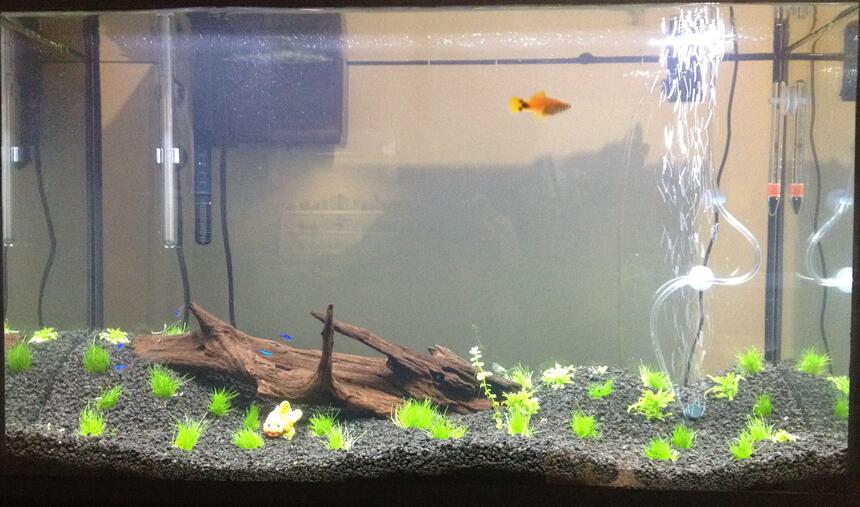 Rated #68: 30 Gallons Planted Tank - 30g freshly planted. Rated #68: 30 Gallons Planted Tank - 30g freshly planted.