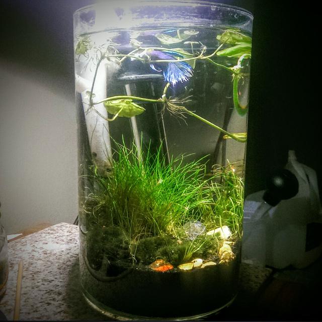 Rated #59: 2 Gallons Planted Tank - 2 gallon shrimp and betta Rated #59: 2 Gallons Planted Tank - 2 gallon shrimp and betta