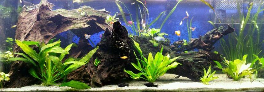 Rated #23: 75 Gallons Planted Tank - 75 Gallon semi-low tech planted tank Rated #23: 75 Gallons Planted Tank - 75 Gallon semi-low tech planted tank