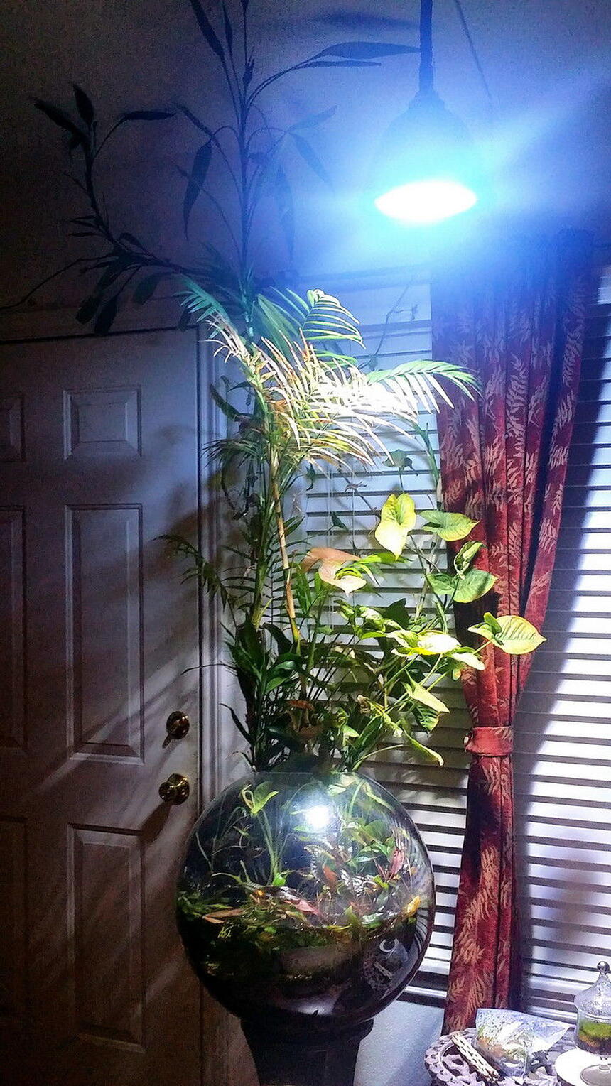 Rated #46: 3 Gallons Planted Tank - 3 gal 14 yrs Rated #46: 3 Gallons Planted Tank - 3 gal 14 yrs