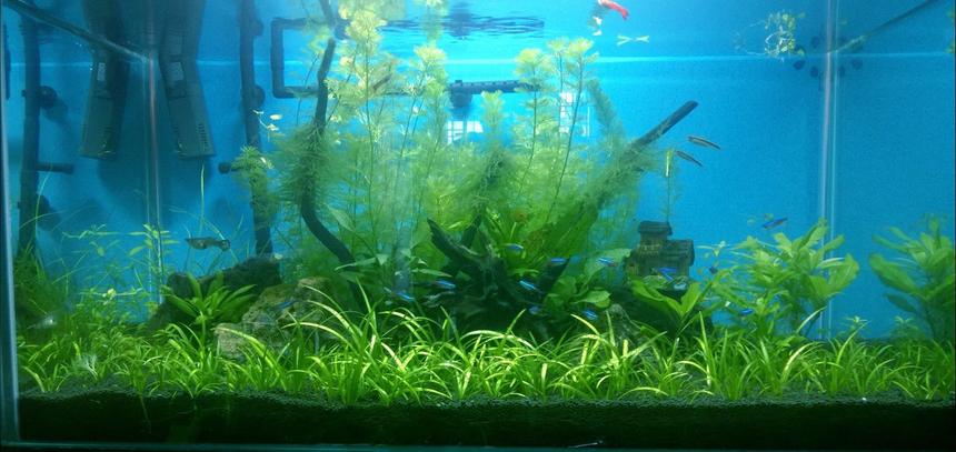 Rated #41: 50 Gallons Planted Tank - My Tank/14th Dec Rated #41: 50 Gallons Planted Tank - My Tank/14th Dec