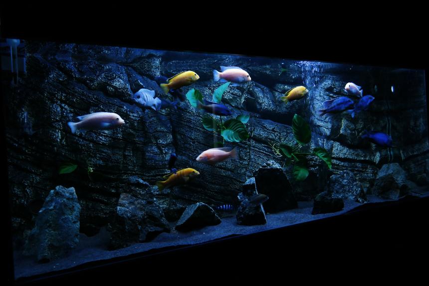 Rated #26: 450 Gallons Planted Tank - Malawi tank Rated #26: 450 Gallons Planted Tank - Malawi tank