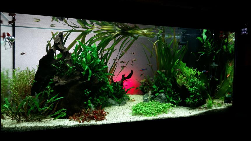Rated #10: 50 Gallons Planted Tank - MY zen Rated #10: 50 Gallons Planted Tank - MY zen