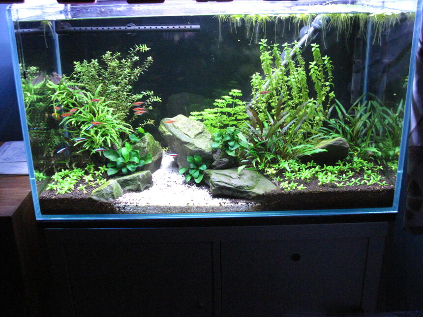 Rated #8: 30 Gallons Planted Tank - First tank, 5 month old. Rated #8: 30 Gallons Planted Tank - First tank, 5 month old.