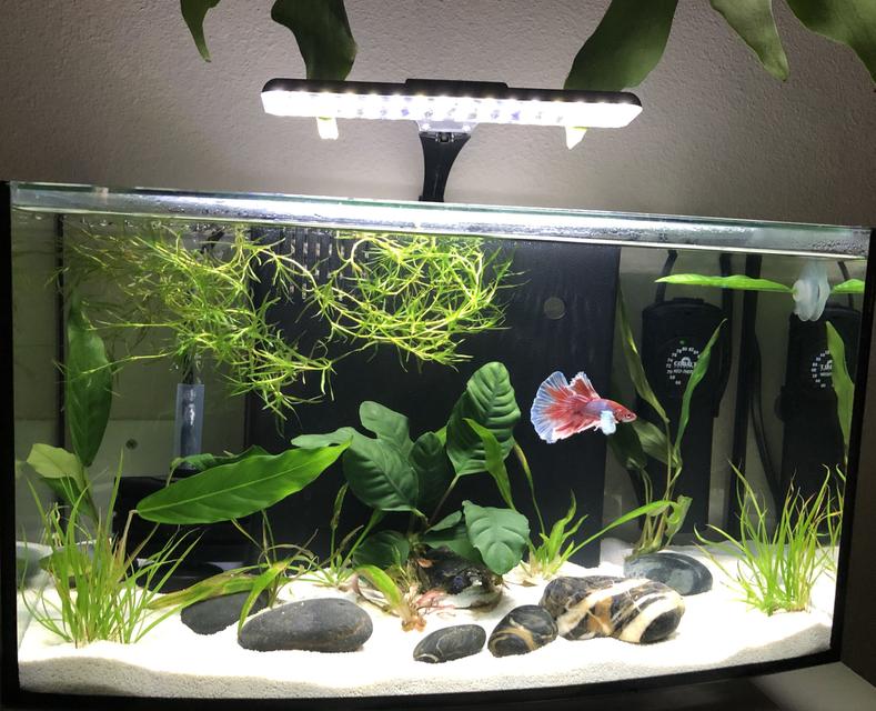 Rated #9: 60 Gallons Planted Tank - Pink Floyd Rated #9: 60 Gallons Planted Tank - Pink Floyd