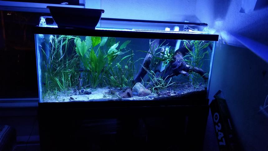 Rated #4: 46 Gallons Planted Tank - My 75 gallon catfish aquarium Rated #4: 46 Gallons Planted Tank - My 75 gallon catfish aquarium