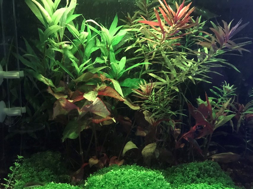 Rated #7: 15 Gallons Planted Tank - My Tank Rated #7: 15 Gallons Planted Tank - My Tank