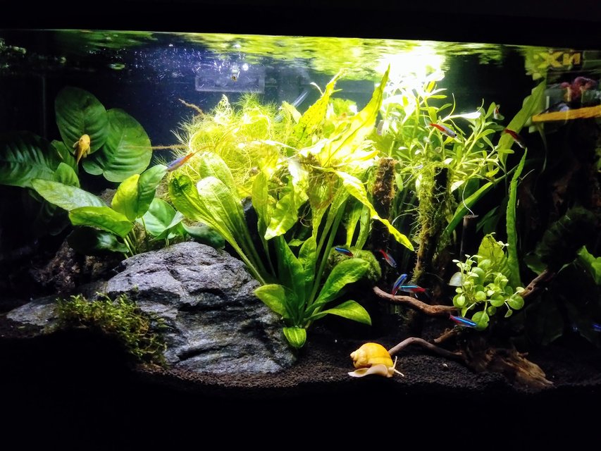 Rated #1: 10 Gallons Planted Tank - Bruce banner! Rated #1: 10 Gallons Planted Tank - Bruce banner!