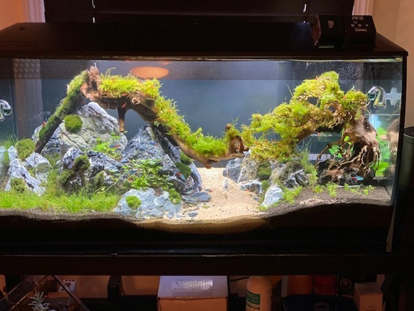Rated #3: 33 Gallons Planted Tank - Taiwan Moss Aquascape Rated #3: 33 Gallons Planted Tank - Taiwan Moss Aquascape