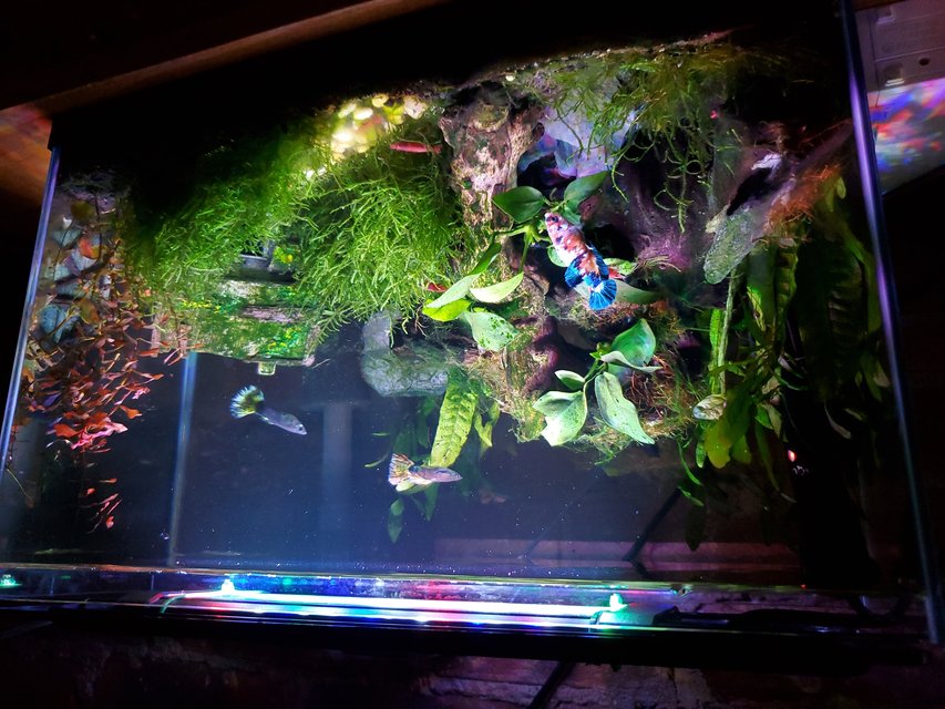 Rated #4: 6 Gallons Planted Tank - 3 month old 6 gallon nano tank Rated #4: 6 Gallons Planted Tank - 3 month old 6 gallon nano tank