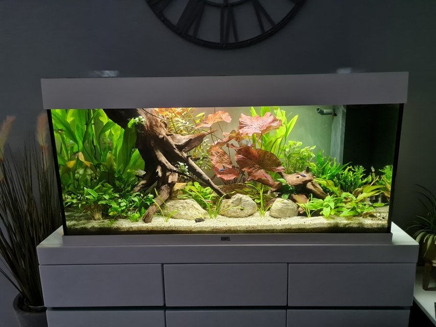 Rated #1: 39 Gallons Planted Tank - My 180L tank Rated #1: 39 Gallons Planted Tank - My 180L tank
