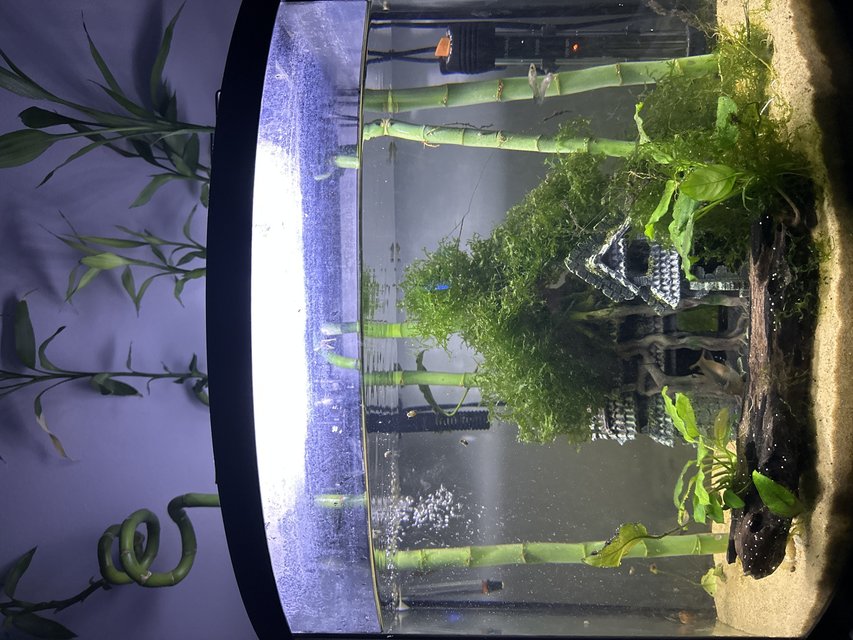 Rated #32: 25 Gallons Planted Tank - "The Forest Temple"