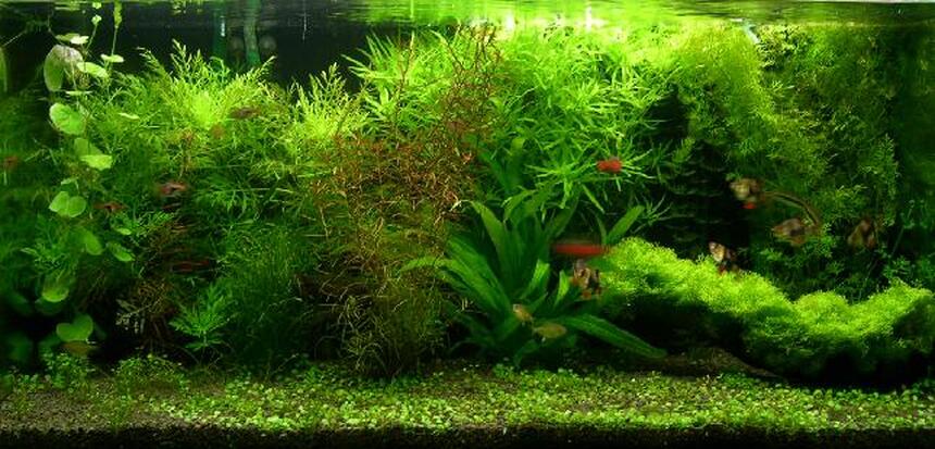 Rated #5: 40 Gallons Planted Tank - aquabase substrate top up with fine black river stone.
2 x 30W + 2 x 35w floresent arcadia tubes
900/ltr canister filter x 1, Eheim 2213 x 1
2 x Hagen c02 diffuser (with DIY yeast mix)
plant: water wisteria, Stargrass, pennywoth, Indian fern, Riccia on driftwood, amazon sword and Rotala. Glosso
fish stock: 6 tiger barb, 5 Harequin, 5 Lemon Tetra, 2 flying fox, 5 Odessa Barb Rated #5: 40 Gallons Planted Tank - aquabase substrate top up with fine black river stone.
2 x 30W + 2 x 35w floresent arcadia tubes
900/ltr canister filter x 1, Eheim 2213 x 1
2 x Hagen c02 diffuser (with DIY yeast mix)
plant: water wisteria, Stargrass, pennywoth, Indian fern, Riccia on driftwood, amazon sword and Rotala. Glosso
fish stock: 6 tiger barb, 5 Harequin, 5 Lemon Tetra, 2 flying fox, 5 Odessa Barb