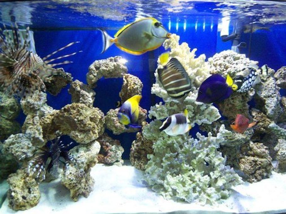 Saltwater versus Freshwater Aquariums Saltwater versus Freshwater Aquariums