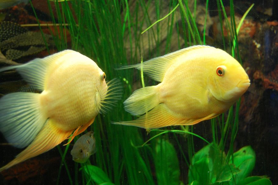 The Natural Environments of African and South American Cichlids The Natural Environments of African and South American Cichlids