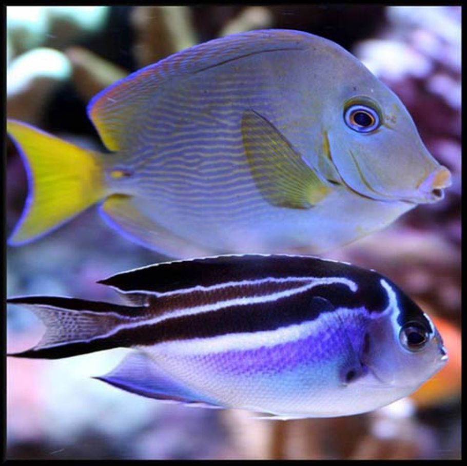 Common Problems with Heating in Saltwater Tanks Common Problems with Heating in Saltwater Tanks