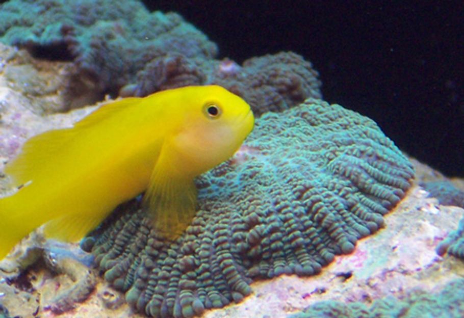 Caring for Saltwater Gobies Caring for Saltwater Gobies