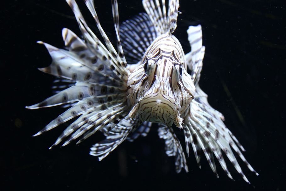 News: Lionfish Invasion in the Atlantic News: Lionfish Invasion in the Atlantic