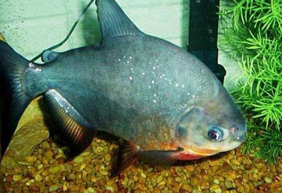 Newly Discovered Fish Species of 2013 Newly Discovered Fish Species of 2013
