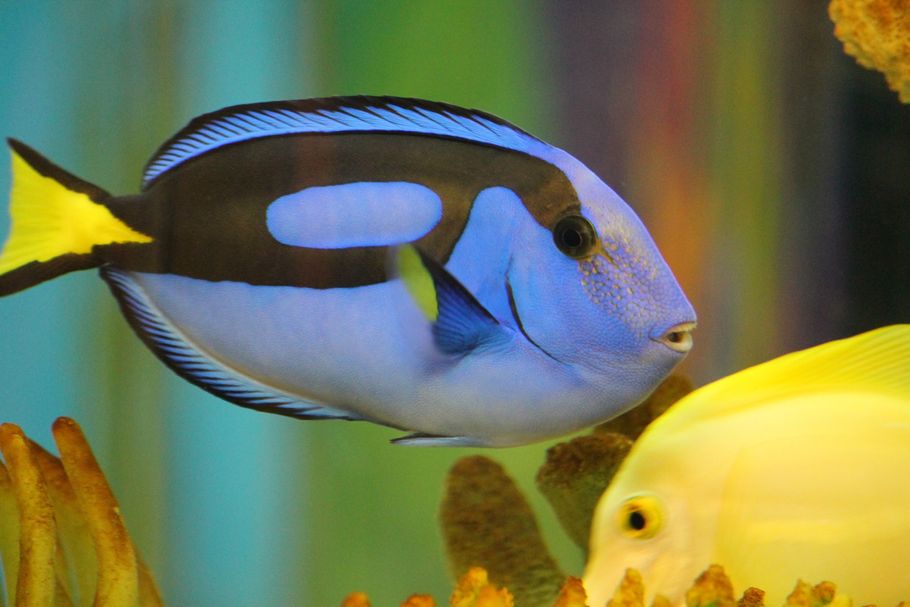 Why Are Tangs Some of the Best Fish for Reef Tanks? Why Are Tangs Some of the Best Fish for Reef Tanks?