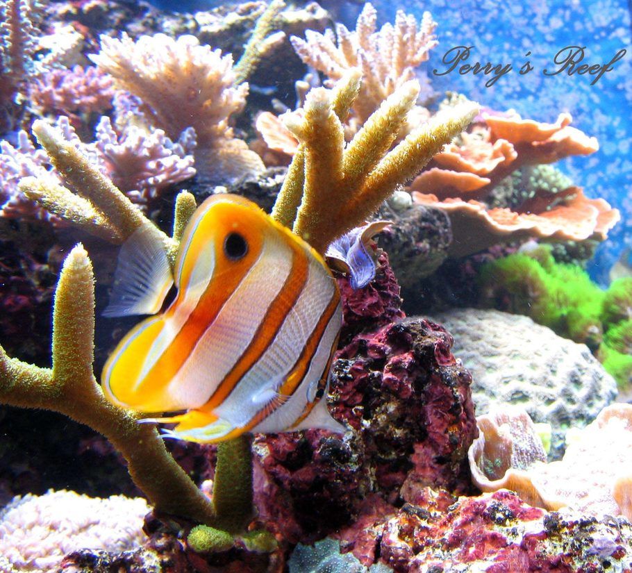 Choosing the Right Butterflyfish for Your Reef Tank Choosing the Right Butterflyfish for Your Reef Tank