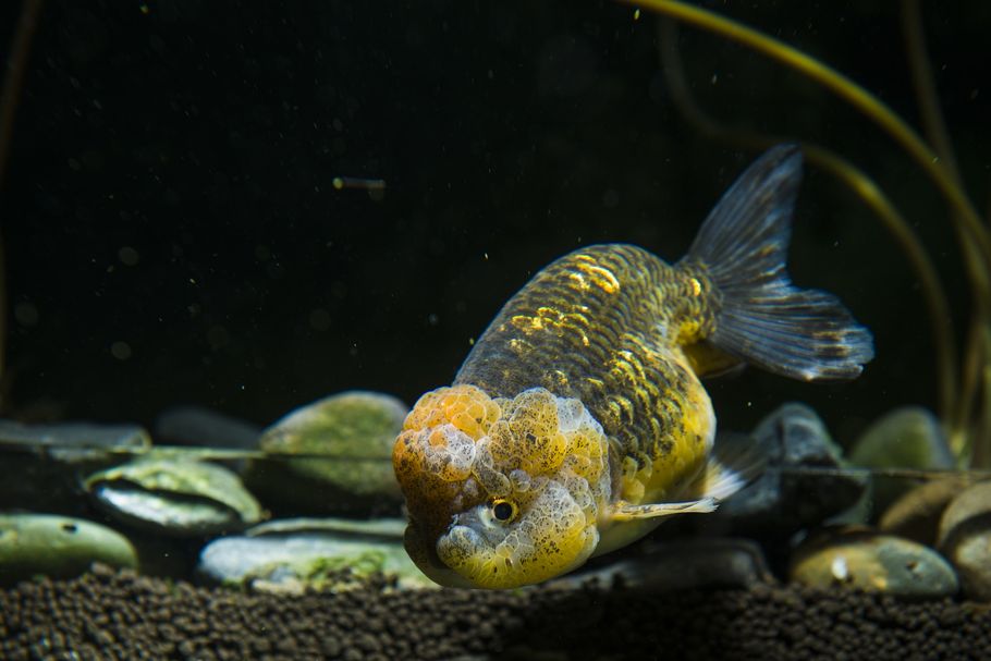 What Is A Refugium What Is A Refugium